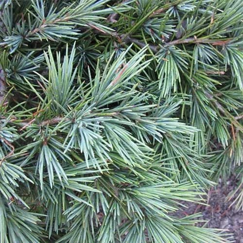 Cedrus Deodara Feelin' Blue 6 Cedrus Deodara Feelin' Blue - Image 4