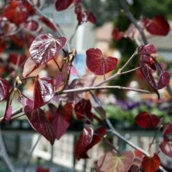 Cercis Canadensis Forest Pansy -Eco Nest Store Cercis canadensis Forest Pansy 02