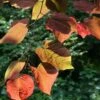 Cercis Canadensis Forest Pansy -Eco Nest Store Cercis canadensis Forest Pansy 05