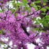 Cercis Siliquastrum -Eco Nest Store Cercis siliquastrum 02