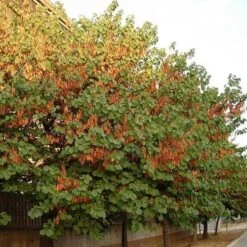 Cercis Siliquastrum -Eco Nest Store Cercis siliquastrum 05