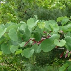 Cercis Siliquastrum -Eco Nest Store Cercis siliquastrum 13
