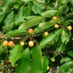 Cherry Merton Glory -Eco Nest Store Cherry Merton Glory 05 cr