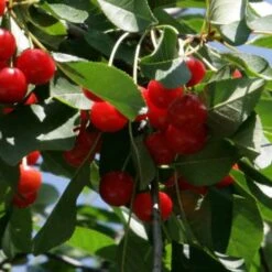 Cherry Morello -Eco Nest Store Cherry Morello 04 cr