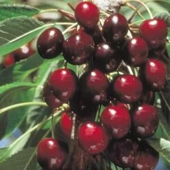 Cherry Stella -Eco Nest Store Cherry Stella 03 cr