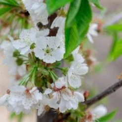 Cherry Stella -Eco Nest Store Cherry Stella 04 cr