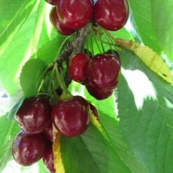 Cherry Stella -Eco Nest Store Cherry Stella 06 cr