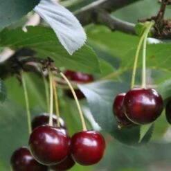 Cherry Sunburst -Eco Nest Store Cherry Sunburst 02 cr