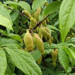 Chimonanthus Praecox -Eco Nest Store Chimonanthus praecox 05