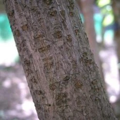 Chimonanthus Praecox -Eco Nest Store Chimonanthus praecox 06