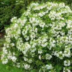 Choisya Ternata Aztec Pearl -Eco Nest Store Choisya Aztec Pearl 03