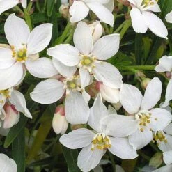 Choisya Ternata Aztec Pearl -Eco Nest Store Choisya Aztec Pearl 05