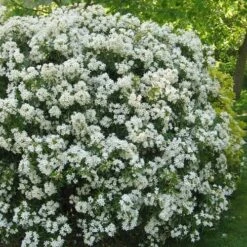 Choisya Ternata Aztec Pearl -Eco Nest Store Choisya Aztec Pearl 06