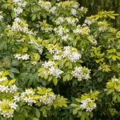 Choisya Ternata Sundance -Eco Nest Store Choisya ternata Sundance 03