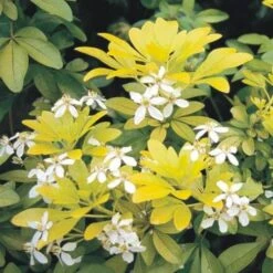 Choisya Ternata Sundance -Eco Nest Store Choisya ternata Sundance 04