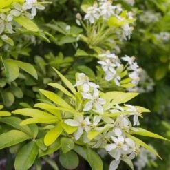 Choisya Ternata Sundance -Eco Nest Store Choisya ternata Sundance 07