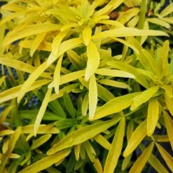 Choisya Ternata Gold Star -Eco Nest Store ChoisyaternataGoldfinger1.ff