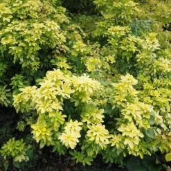 Choisya Ternata Sundance -Eco Nest Store Choiysa Sundance Castle Durrow Sep 17 FF 1