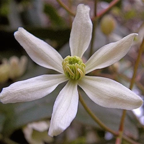 Clematis Armandi 7 Clematis Armandi - Image 5