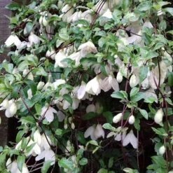 Clematis Cirrhosa Jingle Bells -Eco Nest Store Clematis cirrhosa Jingle Bells 03