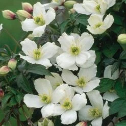 Clematis Montana Grandiflora -Eco Nest Store Clematis montana grandiflora 04