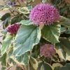 Clerodendrum Bungei Pink Diamond -Eco Nest Store Clerodendrum bungei Pink Diamond 01
