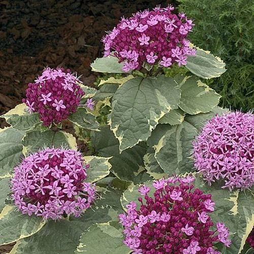 Clerodendrum Bungei Pink Diamond 5 Clerodendrum Bungei Pink Diamond - Image 3