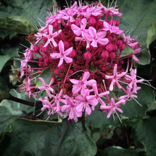 Clerodendrum Bungei Pink Diamond 4 Clerodendrum Bungei Pink Diamond - Image 2