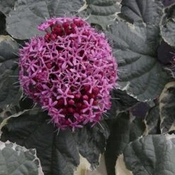 Clerodendrum Bungei Pink Diamond 9 Clerodendrum Bungei Pink Diamond -Eco Nest Store Clerodendrum bungei Pink Diamond 04