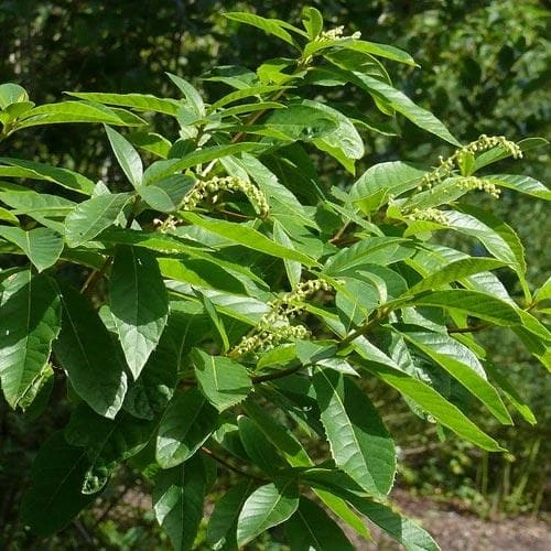 Clethra Pringlei 6 Clethra Pringlei - Image 4