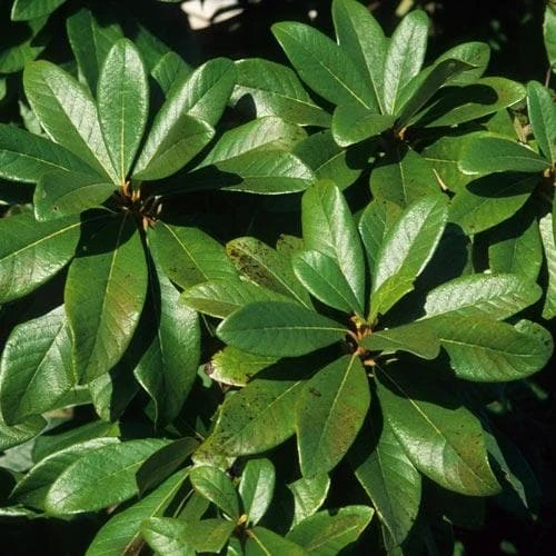 Clethra Pringlei 8 Clethra Pringlei - Image 6