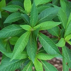 Clethra Fargesii -Eco Nest Store Clethra fargesii 01