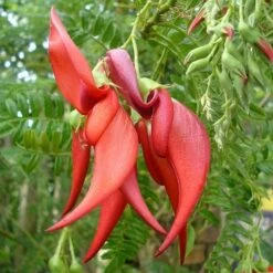 Clianthuspuniceus 10 Clianthuspuniceus -Eco Nest Store Clianthus puniceus 03