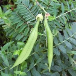 Clianthuspuniceus 11 Clianthuspuniceus -Eco Nest Store Clianthus puniceus 04