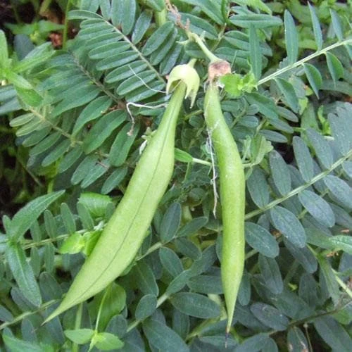 Clianthuspuniceus 6 Clianthuspuniceus - Image 4