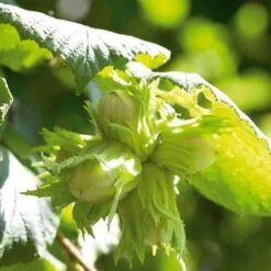 Filbert - Corylus Maxima Kentish Cob -Eco Nest Store Cobnut Kentish Cob 01