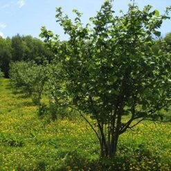 Filbert - Corylus Maxima Kentish Cob -Eco Nest Store Cobnut Kentish Cob 04
