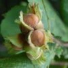 Filbert - Corylus Maxima Kentish Cob 1 Filbert - Corylus Maxima Kentish Cob -Eco Nest Store Cobnut Kentish Cob 05