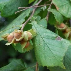 Filbert - Corylus Maxima Kentish Cob -Eco Nest Store Cobnut Kentish Cob 06