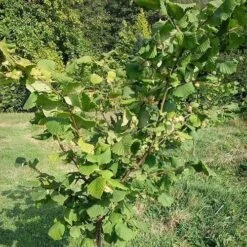 Filbert - Corylus Maxima Kentish Cob -Eco Nest Store Cobnut Kentish Cob 07