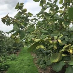 Filbert - Corylus Maxima Kentish Cob -Eco Nest Store Cobnut Kentish Cob 08