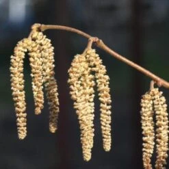 Cobnut - Corylus Avellana Webb’s Prize Cob -Eco Nest Store Cobnut 05