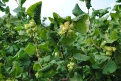 Cobnut - Corylus Maxima Nottingham -Eco Nest Store Cobnut Nottingham 02
