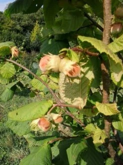 Cobnut - Corylus Maxima Nottingham -Eco Nest Store Cobnut Nottingham 04