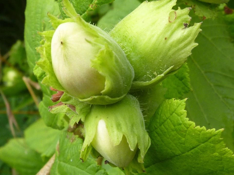 Cobnut - Corylus Avellana Tonda Di Giffoni 3 Cobnut - Corylus Avellana Tonda Di Giffoni