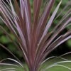 Cordyline Australis Red Comet -Eco Nest Store Cordyline Red Comet 01