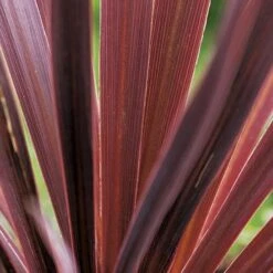 Cordyline Australis Red Comet -Eco Nest Store Cordyline Red Comet 03