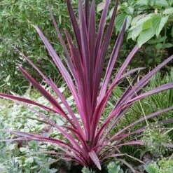 Cordyline Australis Pink Passion -Eco Nest Store Cordyline australis Pink Passion 03