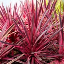 Cordyline Australis Pink Passion -Eco Nest Store Cordyline australis Pink Passion 04