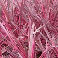 Cordyline Australis Pink Passion -Eco Nest Store Cordyline australis Pink Passion 05